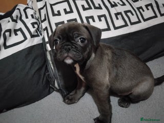 Frug dogs Last female frug puppy - Advert 18