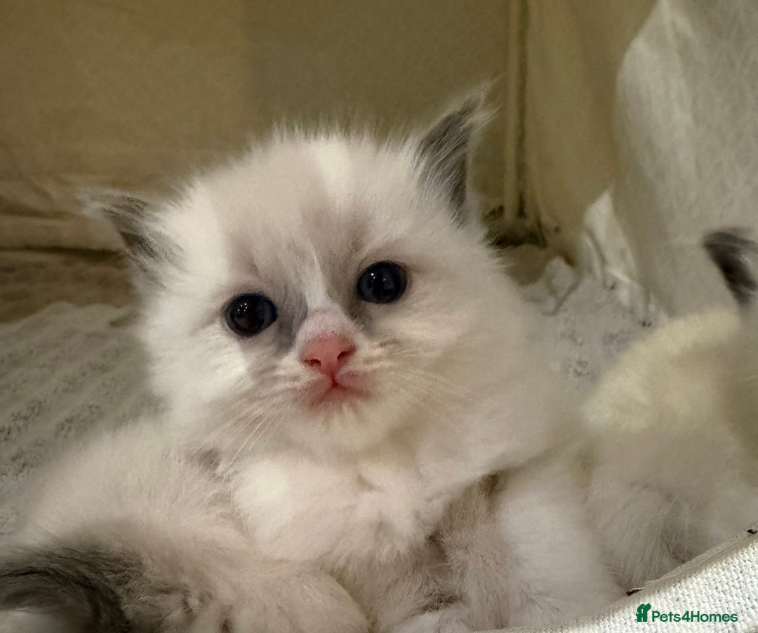 Ragdoll cats for sale: 5 PURE adorable💙💗Ragdolls💗💙ready to leave soon - Advert 17