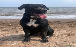 Mixed Breed dogs for sale: Shadow cane corso x labrador  - Image 4