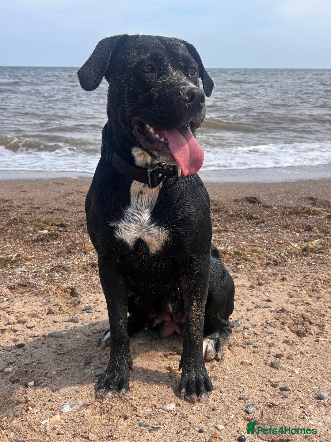 Mixed Breed dogs for sale: Shadow cane corso x labrador  - Image 4