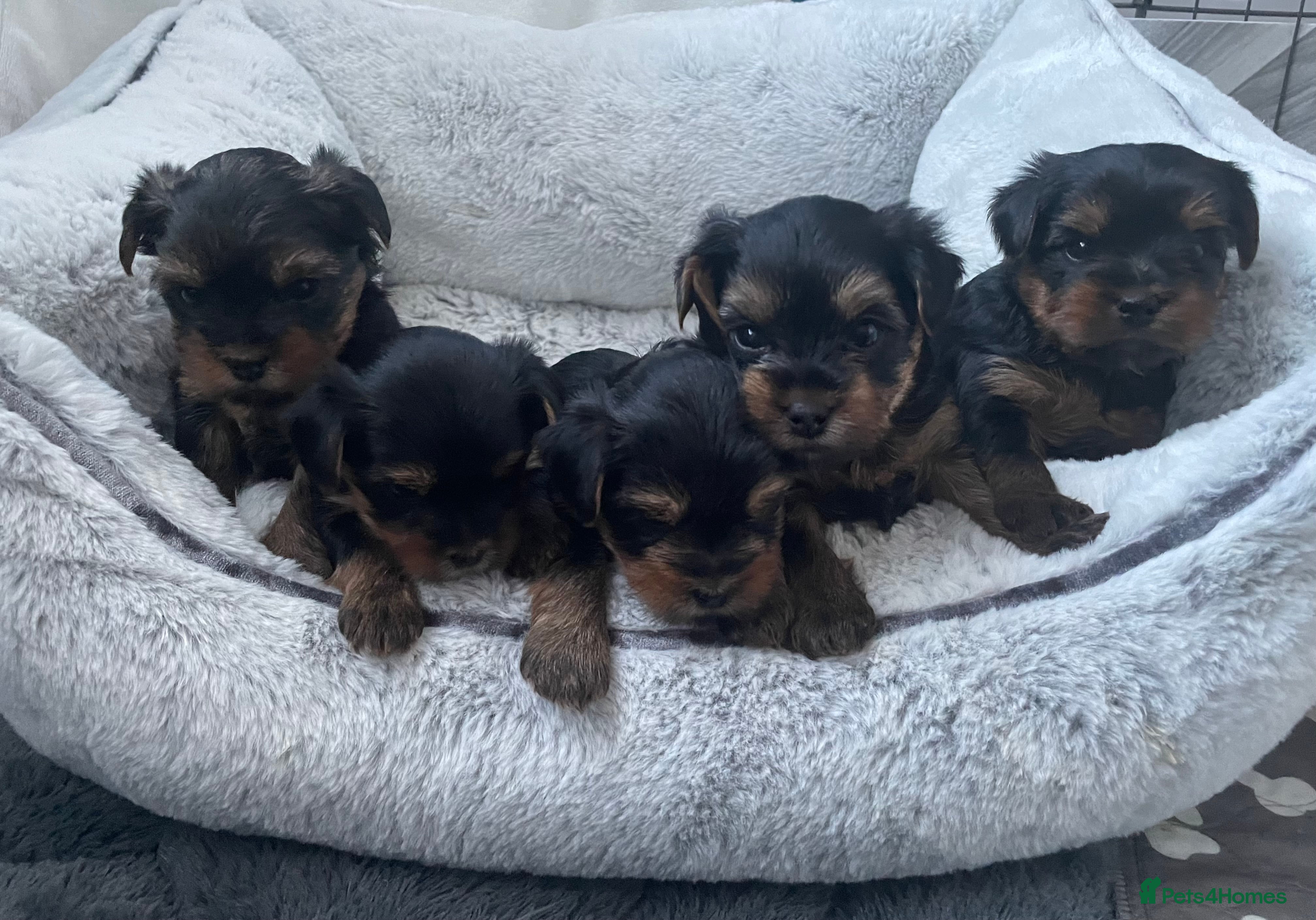 Yorkshire Terrier dogs Yorkshire terrier puppies available - Advert 2