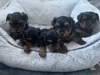 Yorkshire Terrier dogs Yorkshire terrier puppies available - Advert 1