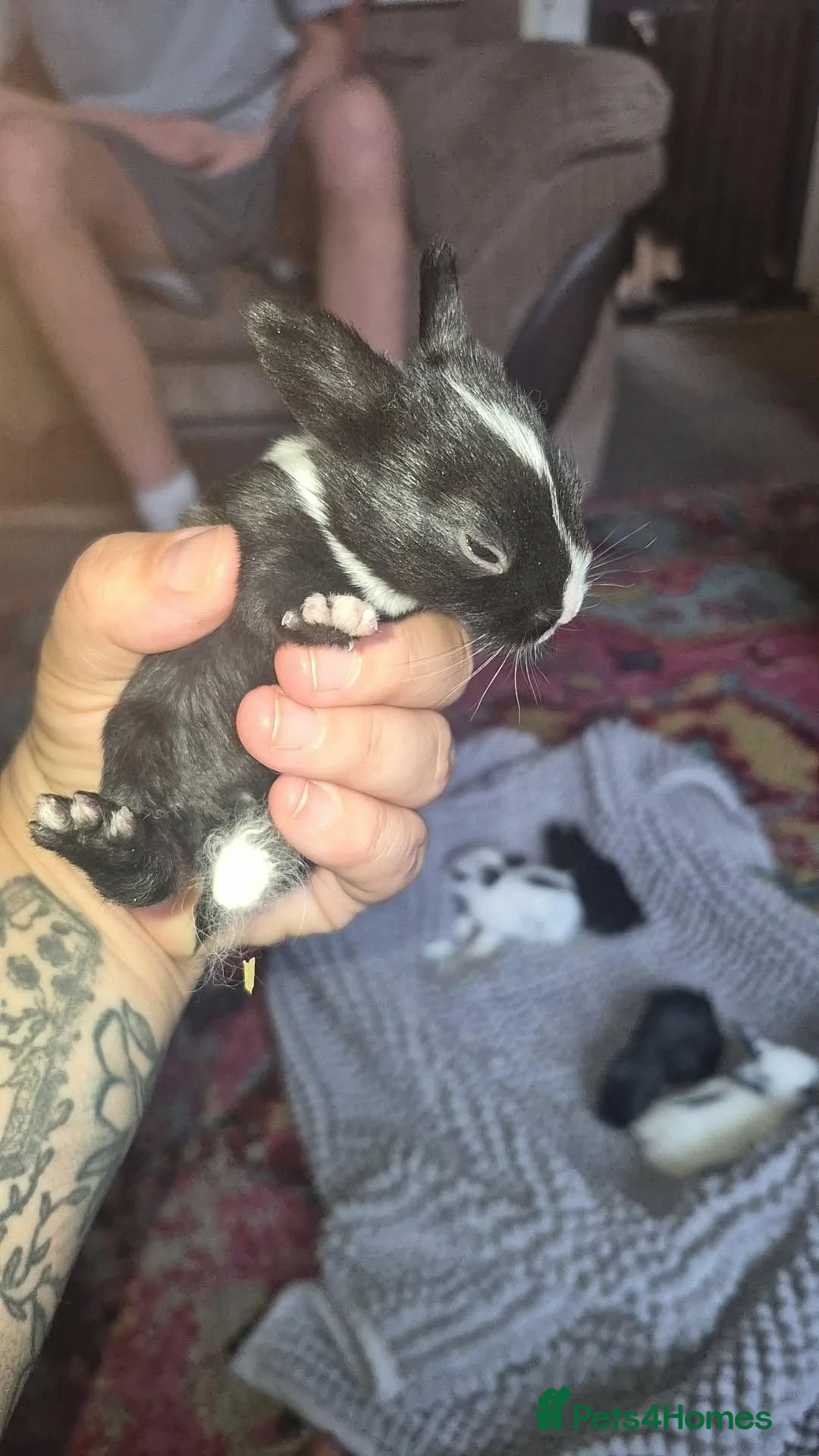 Mini Lop rabbits for sale: 4 beautiful mini lop X dutch in Cleckheaton - Advert 2