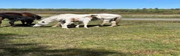 New Forest horses for sale: New Forest foals - Advert 7
