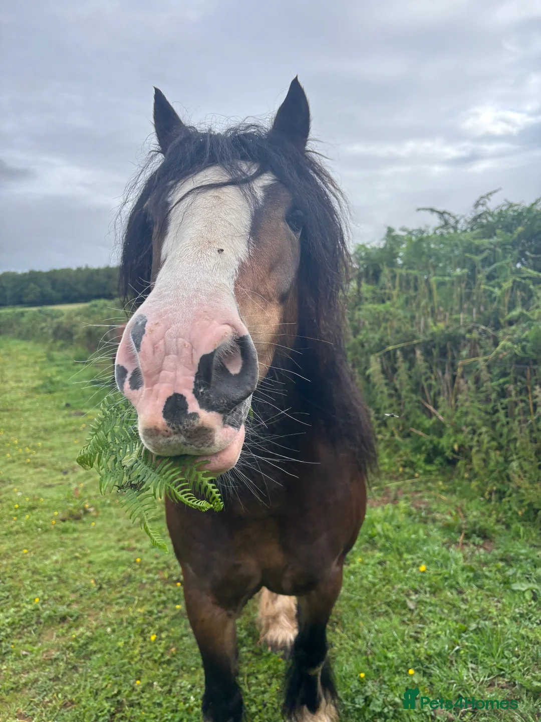 Irish Cob horses for sale: Companion pony looking for home in Caldicot - Advert 2