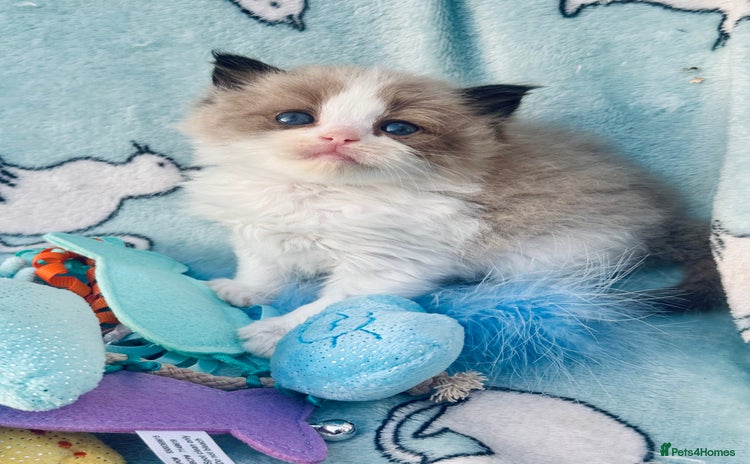Ragdoll cats - Advert 15