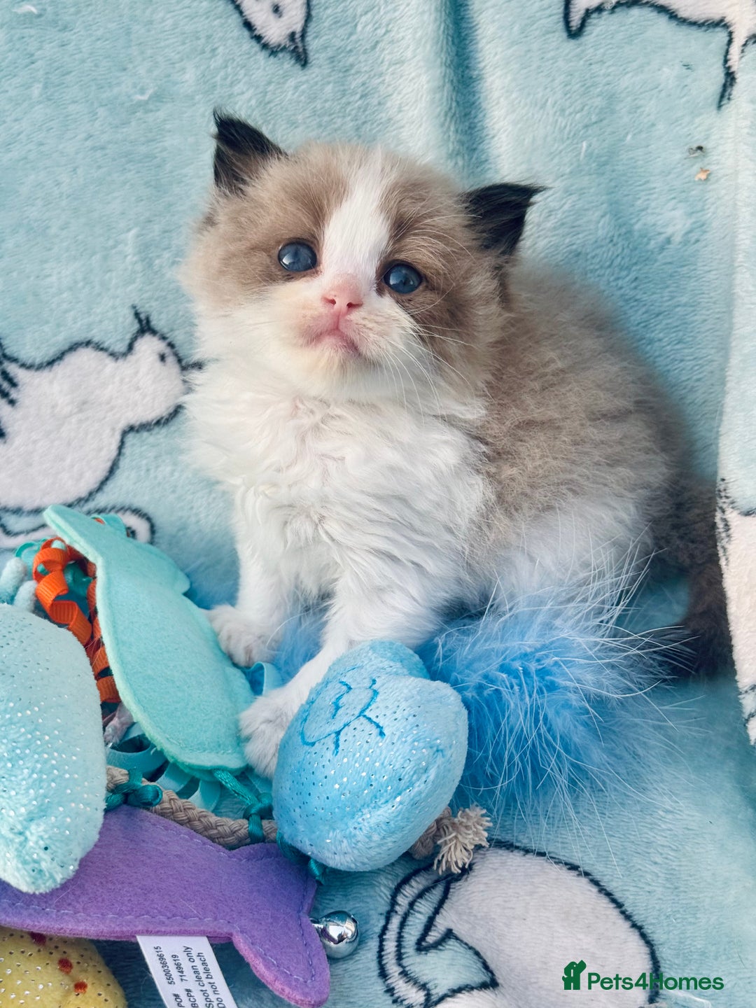 Ragdoll cats for sale: Tortie flame mink sepia cherubim tica females  - Image 10