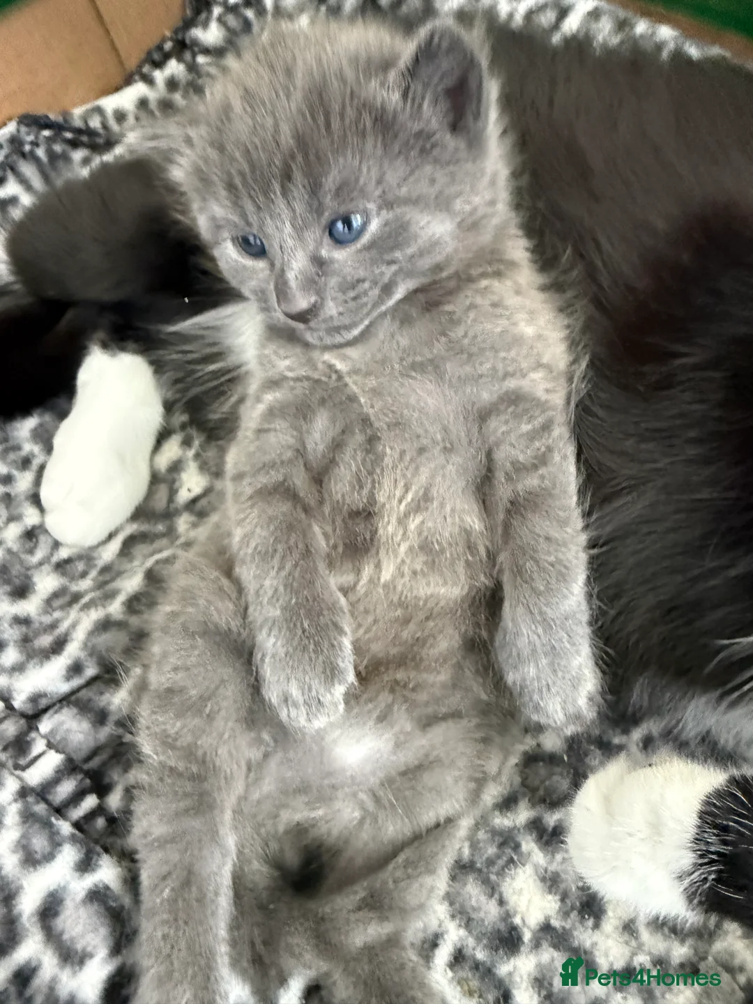 British Shorthair cats for sale: Grey kitten - Advert 12