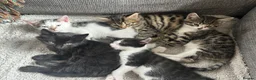 Mixed Breed cats for sale: Mixed breed kittens  - Advert 1