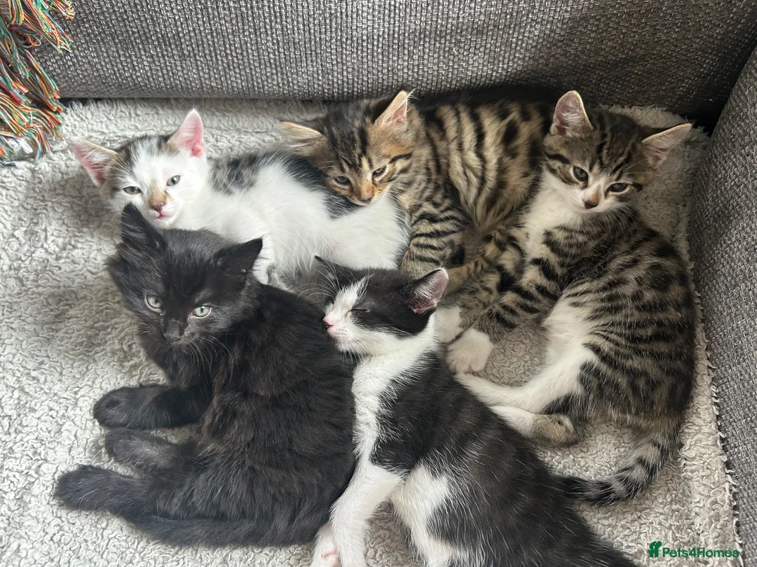 Mixed Breed cats for sale: Mixed breed kittens  - Advert 1