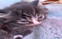 Ragcoon cats for sale: Maine Coon/Ragdoll Cross - Image 3