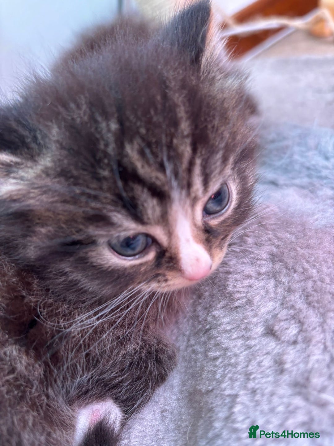 Ragcoon cats for sale: Maine Coon/Ragdoll Cross - Image 3