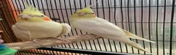 Cockatiels birds for sale: Cockatiel Pair for Sale Complete Setup Included in Luton - Advert 6