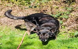 Mixed Breed dogs for adoption: Bexley is 10 yrs old  - Image 4