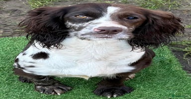 Cockapoo dogs - Advert 3