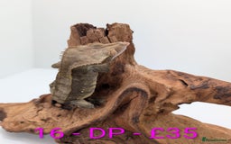 Gecko reptiles for sale: Adult Crested Geckos - Image 16