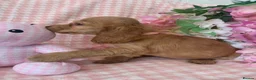 Cocker Spaniel dogs for sale: Show type cocker spaniel puppy’s  - Advert 12