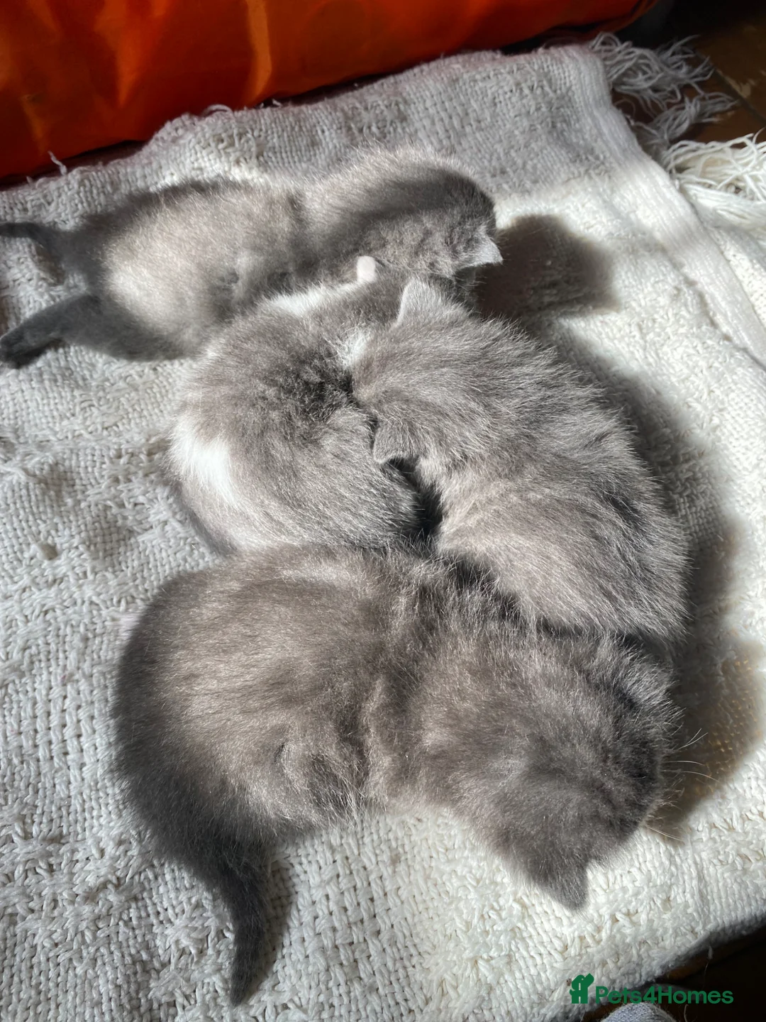 Mixed Breed cats for sale: Kittens for sale  in King's Lynn - Advert 1