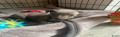 Whippet Puppy 7