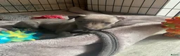 Whippet dogs for sale: KC Reg Whippet  - Advert 15