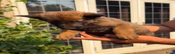 German Shepherd dogs for sale: Working German Shepherd x belgian malinois Puppies in Purley - Advert 17