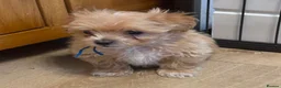 Maltipoo dogs for sale: Asian tiny x-small multipoo puppies  - Advert 11
