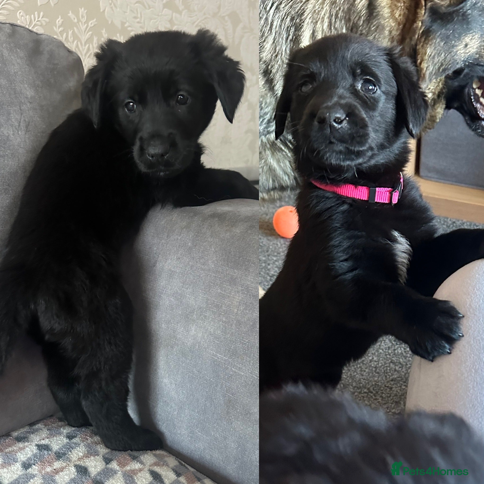 Golden Shepherd dogs for sale: Golden Shepherd Puppies ready to leave 5th May🌸🐾 - Advert 1