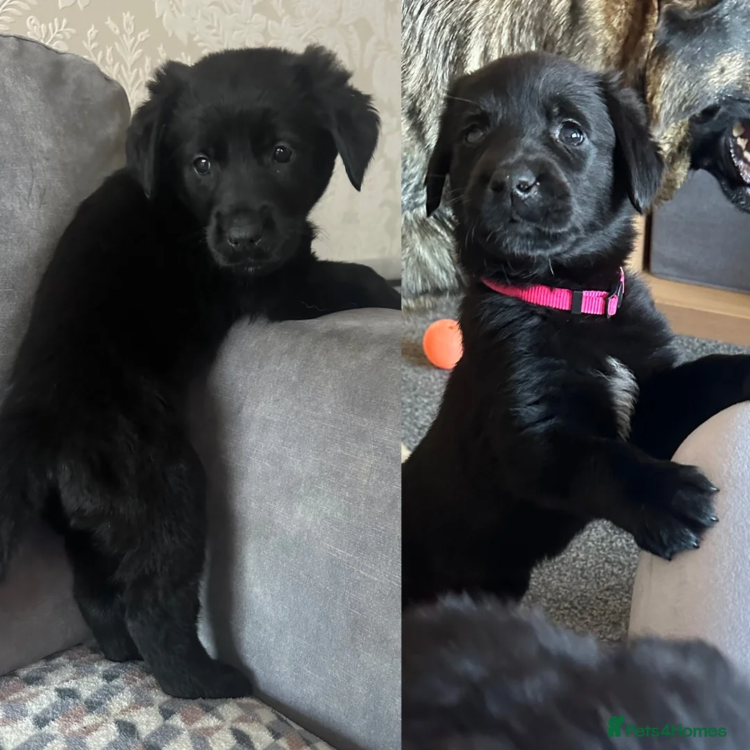 Golden Shepherd dogs for sale: Golden Shepherd Puppies ready to leave 5th May🌸🐾 - Advert 1