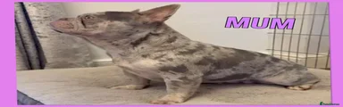 French Bulldog Puppy 2