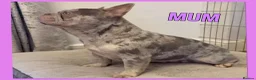 French Bulldog dogs for sale: K.C registered French bulldog  - Advert 4