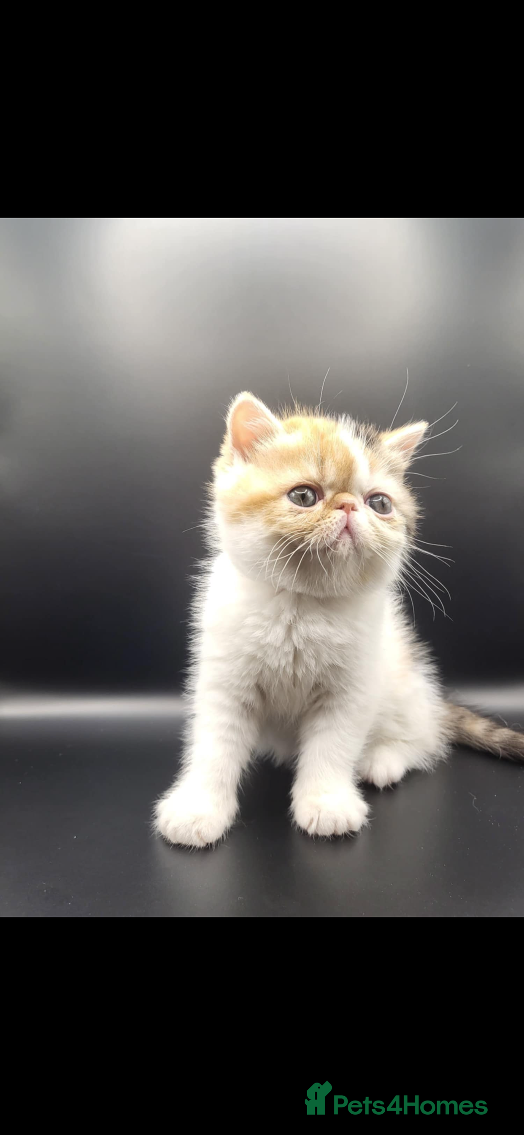 Exotic cats for sale: Exotic kittens  - Advert 19