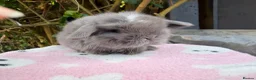 Mini Lop rabbits for sale: stunning baby mini lops - Advert 14