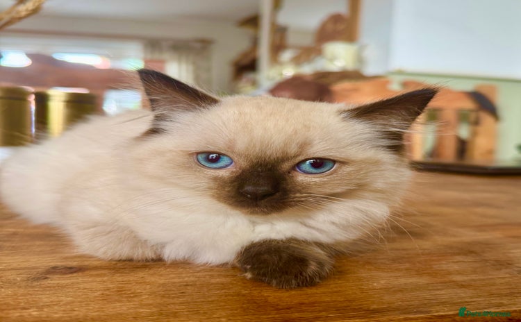 Ragdoll cats in Loughborough - Advert 12