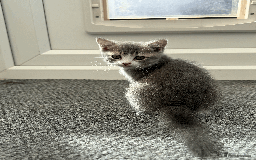 British Shorthair cats for sale: 4 british short Haired kittens for sale  - Image 8
