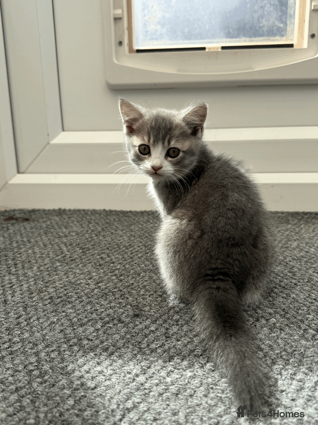 British Shorthair cats for sale: 4 british short Haired kittens for sale  - Image 8