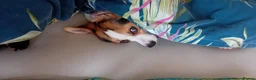 Jackapoo dogs for sale: Beautiful Jackapoo Puppies in Cheltenham - Advert 9