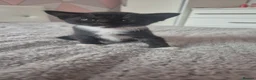 Mixed Breed cats for sale: Kittens  in Wellingborough - Advert 2
