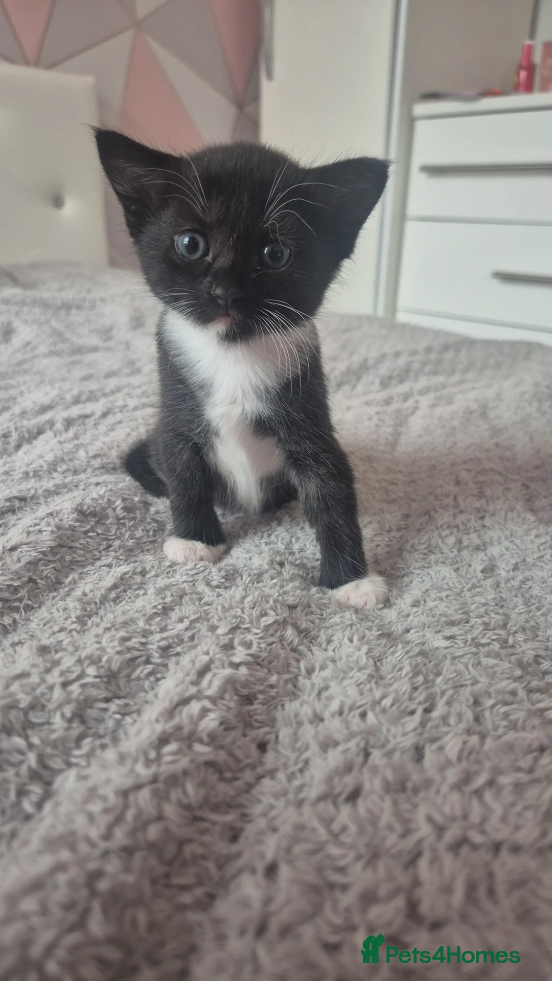 Mixed Breed cats for sale: Kittens  in Wellingborough - Advert 2