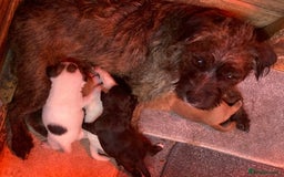 Jack Russell dogs for sale:  **  JACK RUSSELL PUPPIES - Image 1