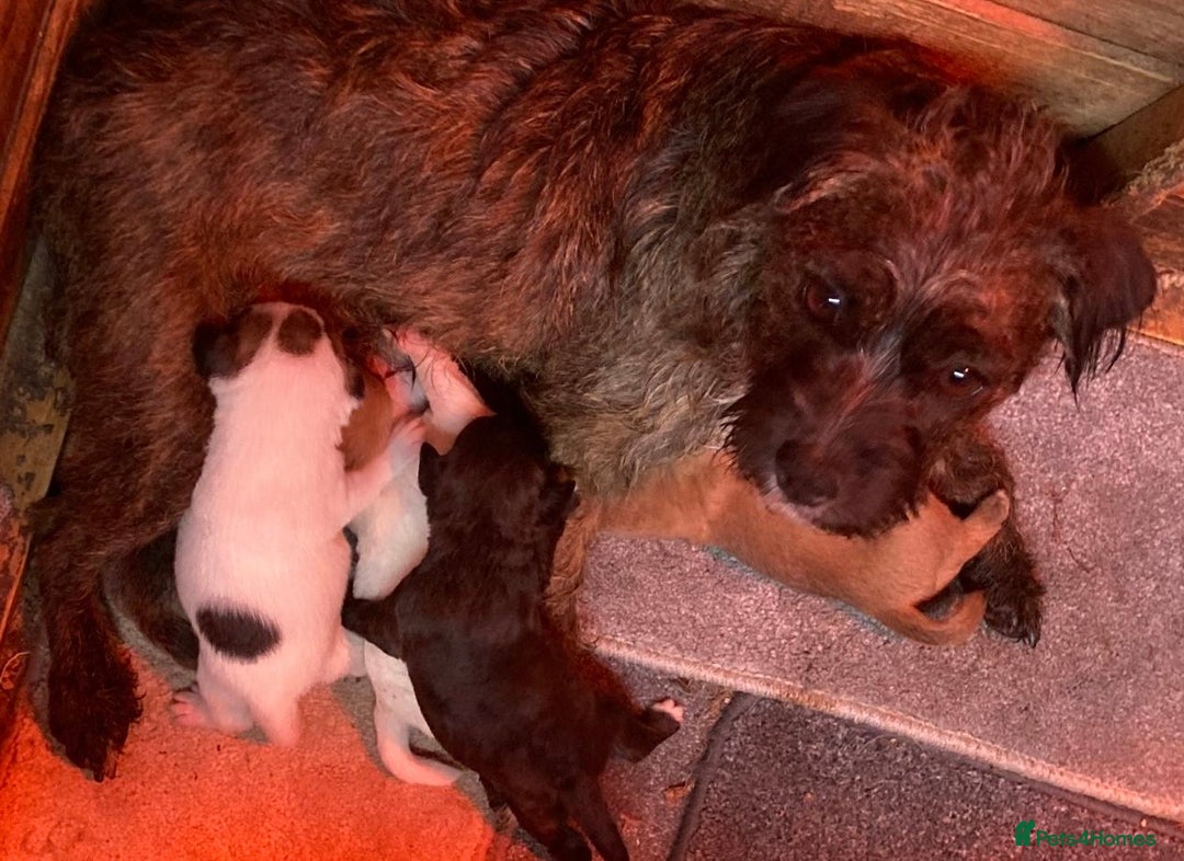 Jack Russell dogs for sale:  **  JACK RUSSELL PUPPIES - Image 1