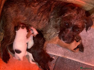 Jack Russell dogs for sale - Advert 1