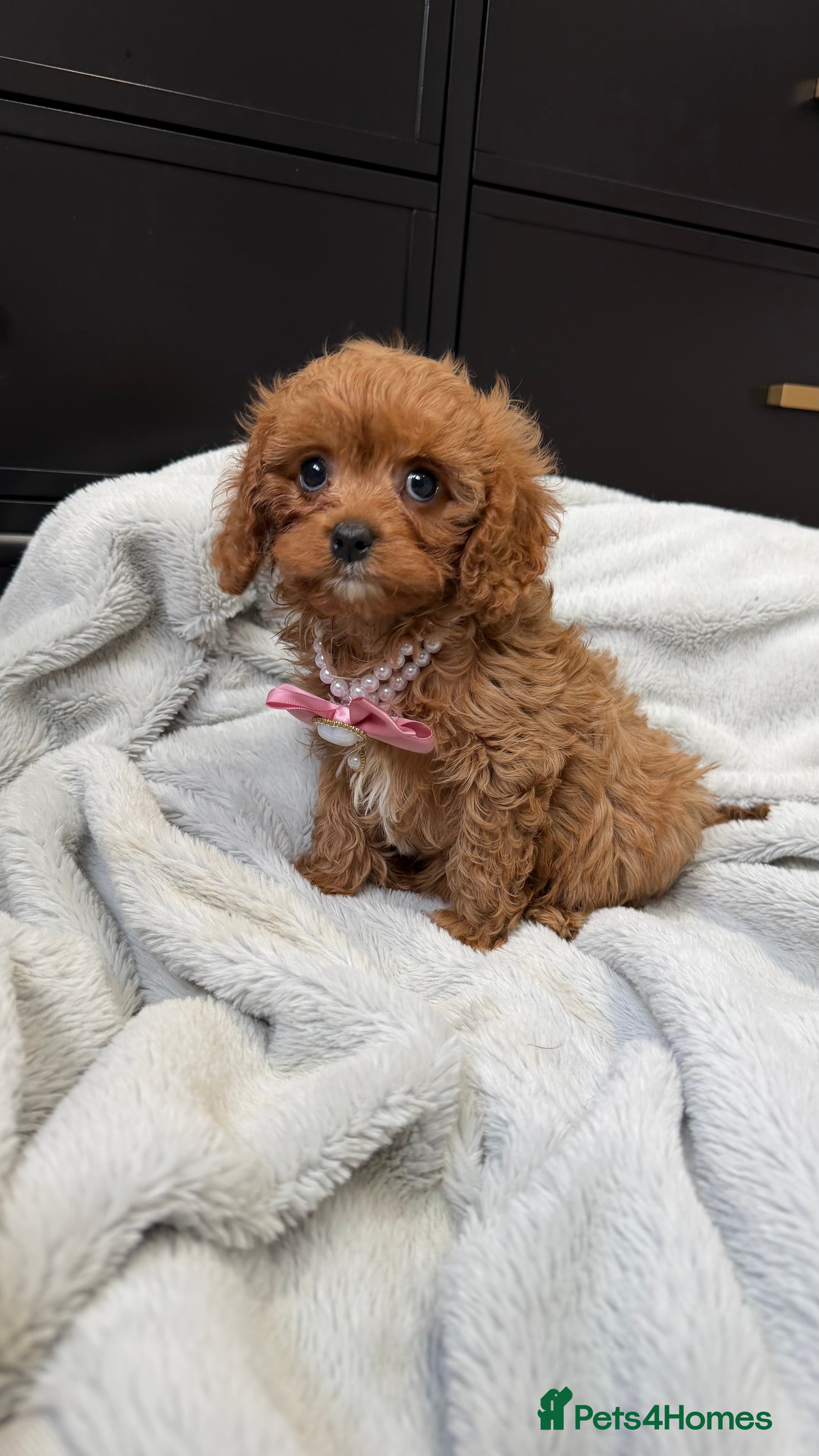 Cavapoo dogs Last red girl 8 weeks old now  - Advert 9