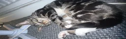 Mixed Breed cats for sale: Migo Tabby Cat - Advert 1
