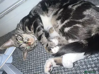 Mixed Breed cats Migo Tabby Cat - Advert 1