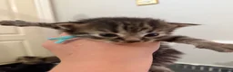 Maine Coon cats for sale: 5 Cross Maine Coon kittens for sale  - Advert 7