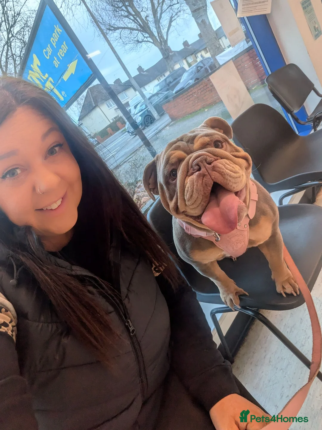 English Bulldog dogs for sale: Female neutered Pedigree English Bulldog   in Lincoln - Advert 2