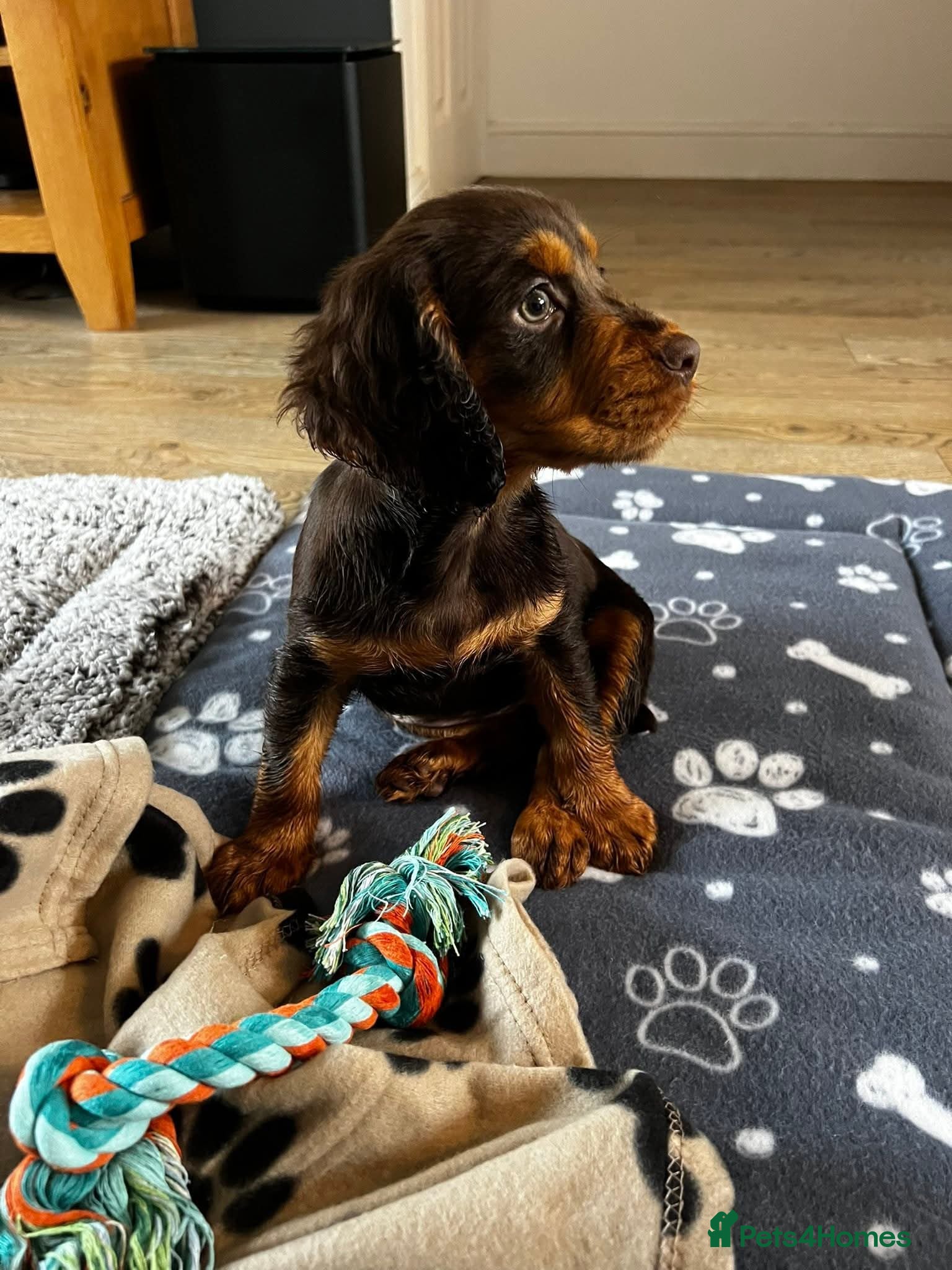 Cocker Spaniel dogs COCKER SPANIEL PUPPIES - Advert 13