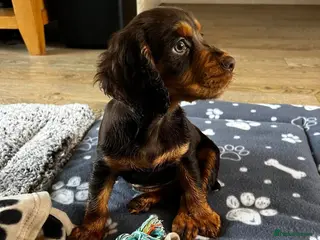 Cocker Spaniel dogs COCKER SPANIEL PUPPIES - Advert 13