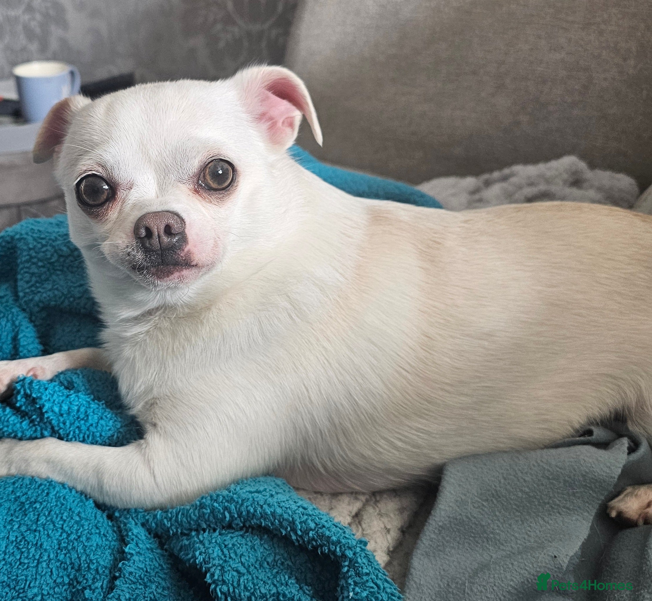 Chihuahua dogs Buddy looking for 1st class forever home - Advert 1