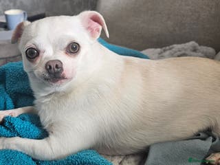 Chihuahua dogs Buddy looking for 1st class forever home - Advert 1